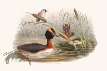 Gould Waterfowl 27